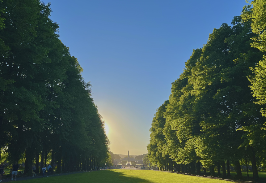 Tree-lined park path at golden hour